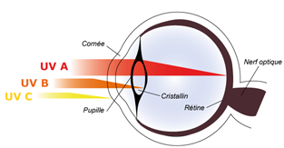 Quels Sont Les Effets Des Ultraviolets Sur La Sant Alimentation Et